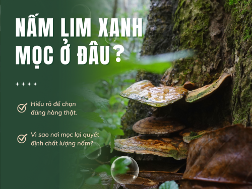 Nấm Lim Xanh mọc ở đâu? Hiểu rõ để chọn đúng hàng thật